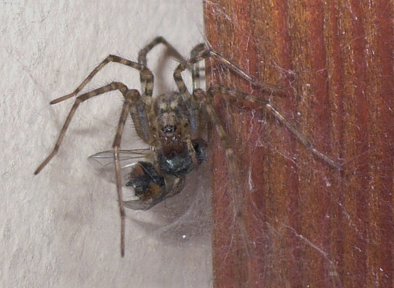 Agelenidae:  Tegenaria sp., femmina  - Fenestrelle (TO)